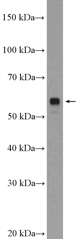 mouse spinal cord tissue were subjected to SDS PAGE followed by western blot with Catalog No:112340(LRRTM2 Antibody) at dilution of 1:600