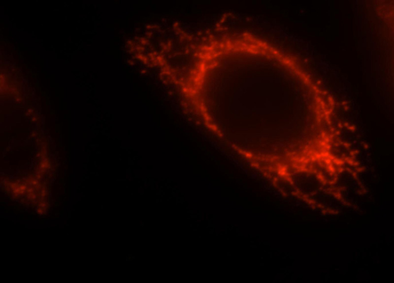 Immunofluorescent analysis of Hela cells, using CLPP antibody Catalog No:109401 at 1:25 dilution and Rhodamine-labeled goat anti-rabbit IgG (red).