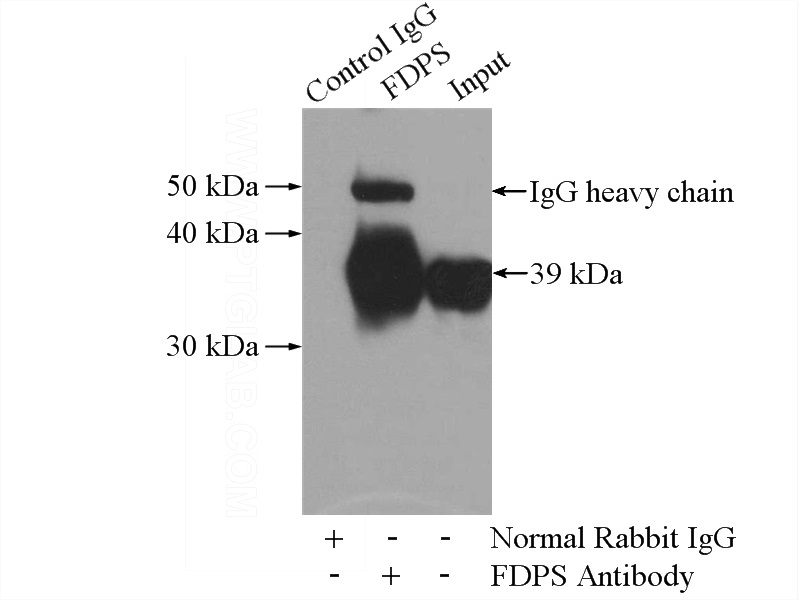 IP Result of anti-FDPS (IP:Catalog No:110608, 4ug; Detection:Catalog No:110608 1:1000) with mouse liver tissue lysate 4000ug.