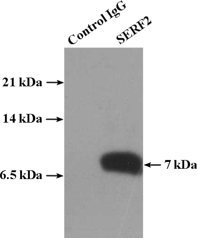 IP Result of anti-SERF2 (IP:Catalog No:115128, 4ug; Detection:Catalog No:115128 1:500) with HepG2 cells lysate 4000ug.
