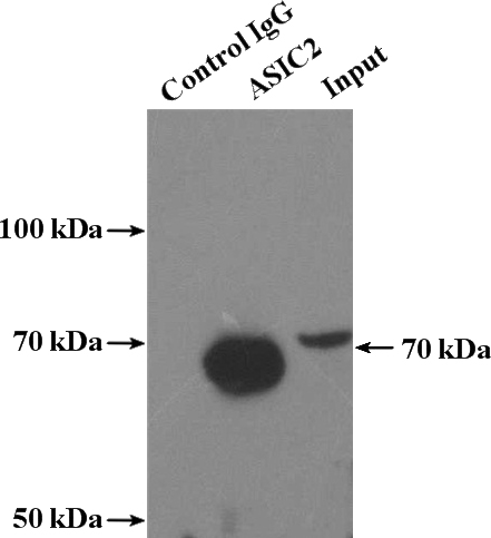 IP Result of anti-ACCN1 (IP:Catalog No:108229, 4ug; Detection:Catalog No:108229 1:500) with mouse brain tissue lysate 4000ug.