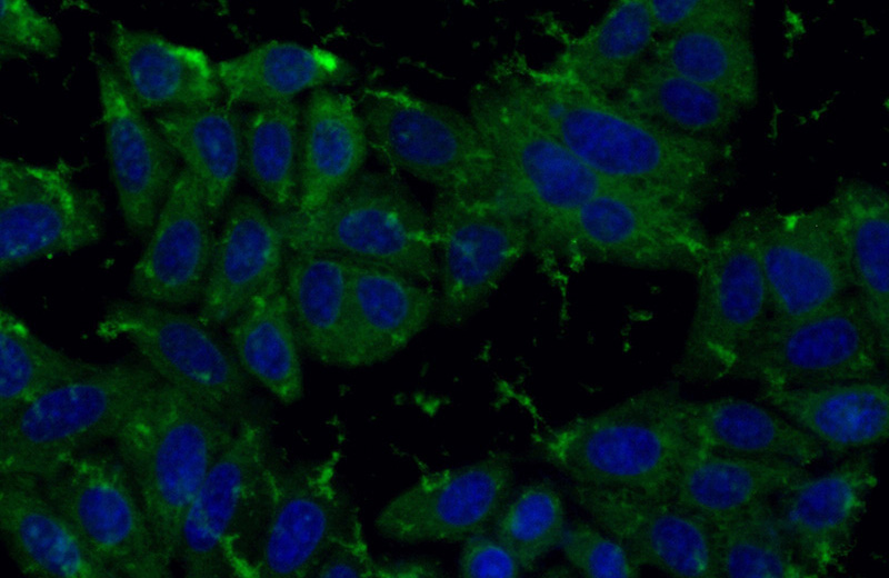 Immunofluorescent analysis of (-20oc Ethanol) fixed HepG2 cells using Catalog No:113721(PRDX2 Antibody) at dilution of 1:50 and Alexa Fluor 488-congugated AffiniPure Goat Anti-Rabbit IgG(H+L)