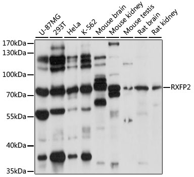 Western blot - RXFP2 Polyclonal Antibody 