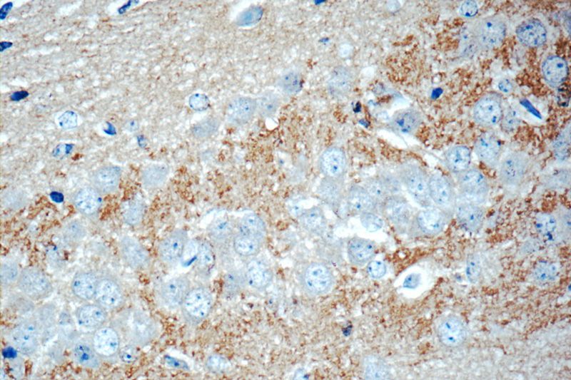 Immunohistochemistry of paraffin-embedded mouse brain tissue slide using Catalog No:115809(STXBP1 Antibody) at dilution of 1:50 (under 40x lens)