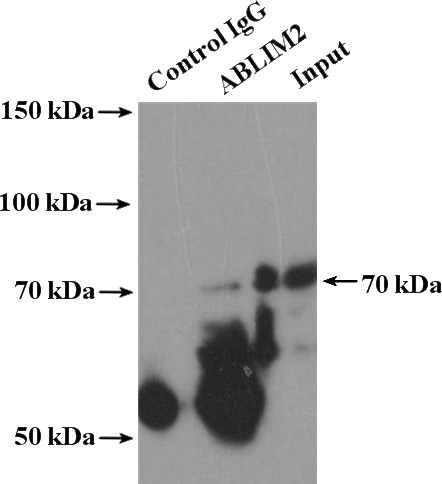 IP Result of anti-ABLIM2 (IP:Catalog No:107820, 4ug; Detection:Catalog No:107820 1:1000) with mouse brain tissue lysate 5200ug.