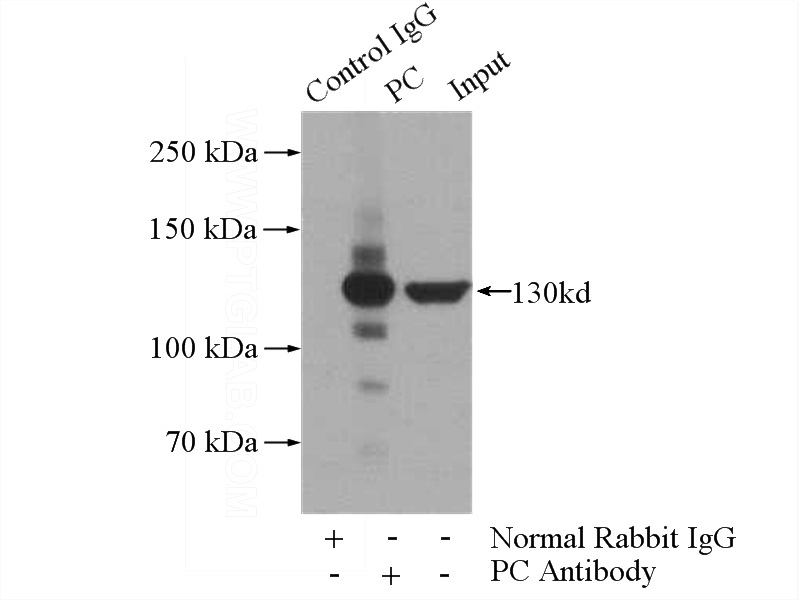 IP Result of anti-PC (IP:Catalog No:114365, 4ug; Detection:Catalog No:114365 1:600) with mouse liver tissue lysate 4000ug.