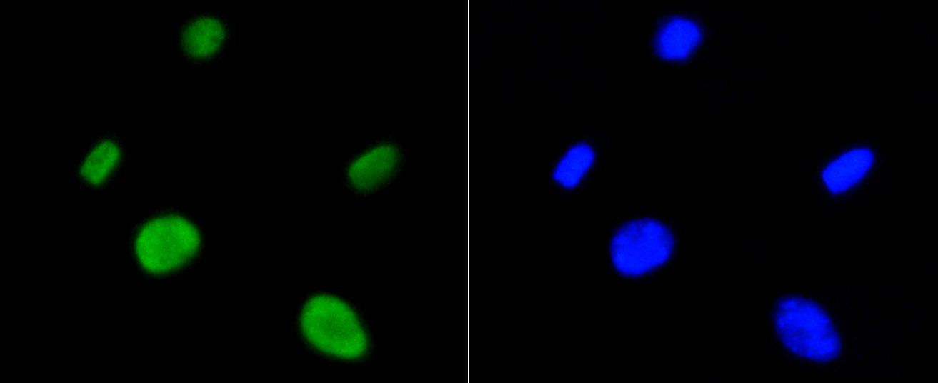 Immunofluorescence - Acetyl-Histone H4-K5 mAb 