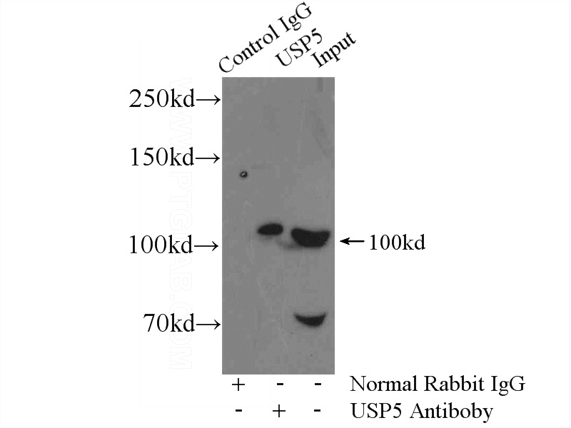 IP Result of anti-USP5 (IP:Catalog No:116689, 4ug; Detection:Catalog No:116689 1:1000) with mouse brain tissue lysate 4000ug.