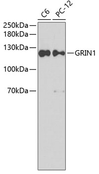 Western blot - GRIN1 Polyclonal Antibody 