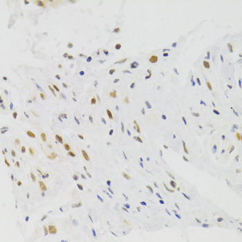Immunohistochemistry - NASP Polyclonal Antibody 