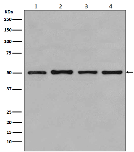 Western blot analysis of beta Tubulin expression in (1) MCF-7 cell lysate; (2) COS-1 cell lysate; (3) Jurkat cell lysate; (4) HeLa cell lysate.