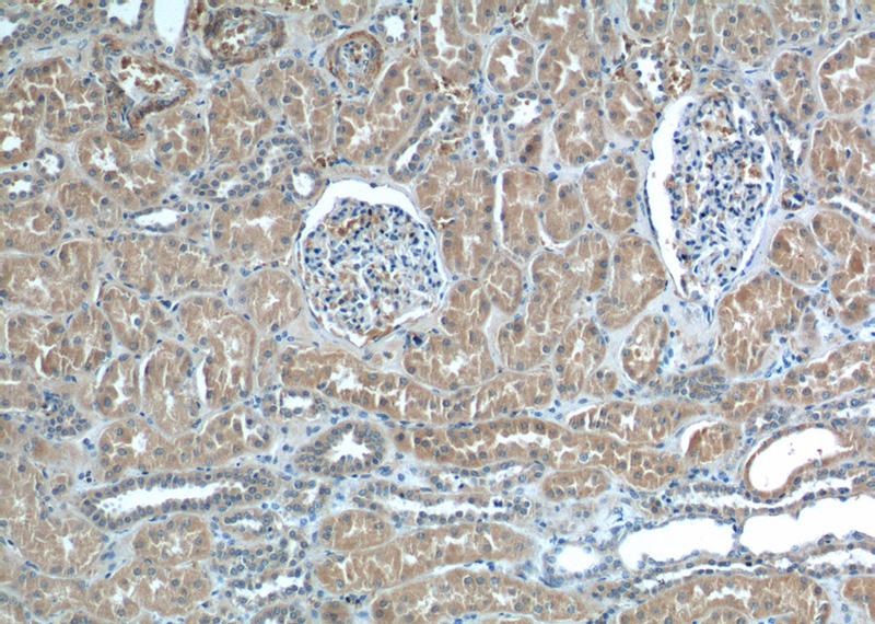 Immunohistochemistry of paraffin-embedded human kidney tissue slide using Catalog No:113730(PEX5 Antibody) at dilution of 1:200 (under 10x lens)