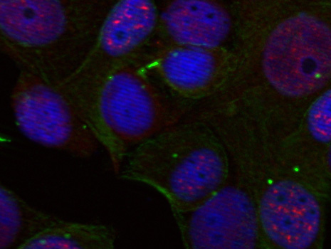 Immunofluorescence - Phospho-REL-S503 pAb 