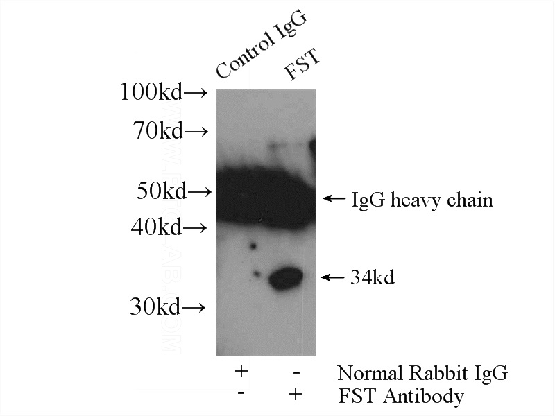 IP Result of anti-FST (IP:Catalog No:110742, 4ug; Detection:Catalog No:110742 1:1000) with mouse liver tissue lysate 6400ug.