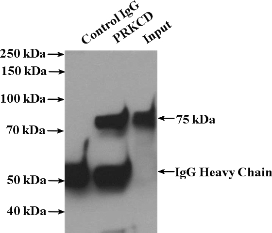 IP Result of anti-PRKCD (IP:Catalog No:113848, 4ug; Detection:Catalog No:113848 1:2000) with mouse brain tissue lysate 4000ug.