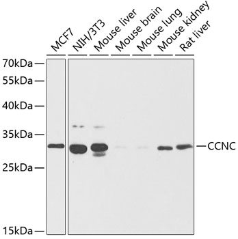 Western blot - CCNC Polyclonal Antibody 