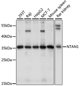 Western blot - NTAN1 Polyclonal Antibody 