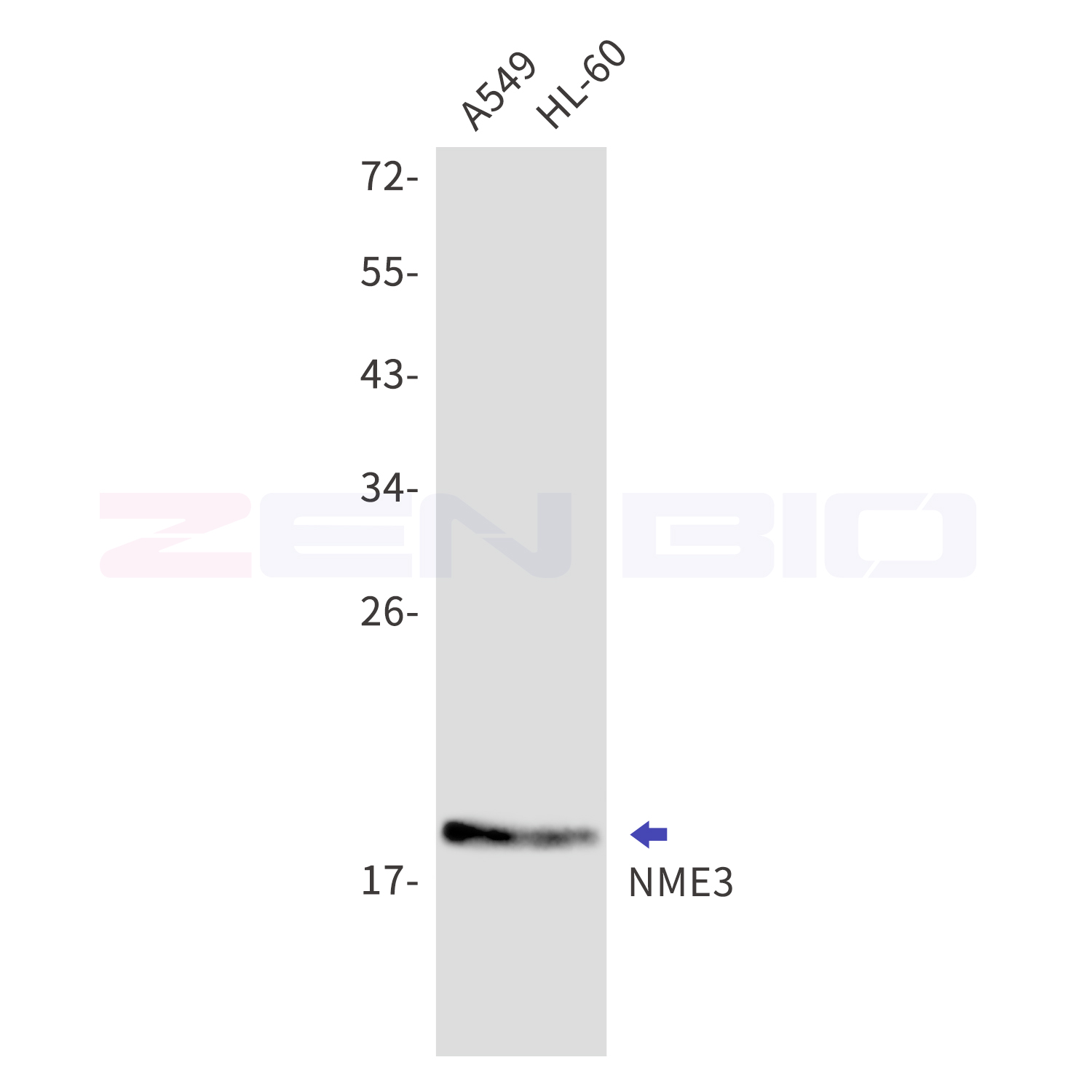 Western blot detection of NME3 in A549,HL-60 cell lysates using NME3 Rabbit mAb(1:1000 diluted).Predicted band size:19kDa.Observed band size:19kDa.