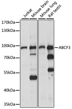 Western blot - ABCF3 Polyclonal Antibody 