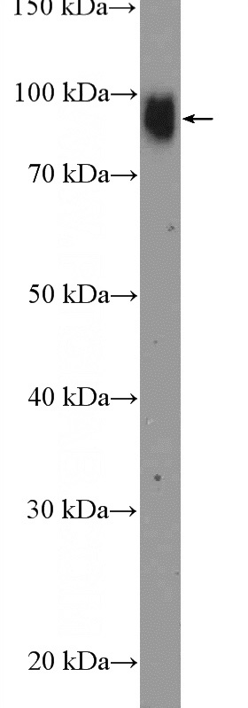 HT-1080 cells were subjected to SDS PAGE followed by western blot with Catalog No:116646(UBF1 Antibody) at dilution of 1:600