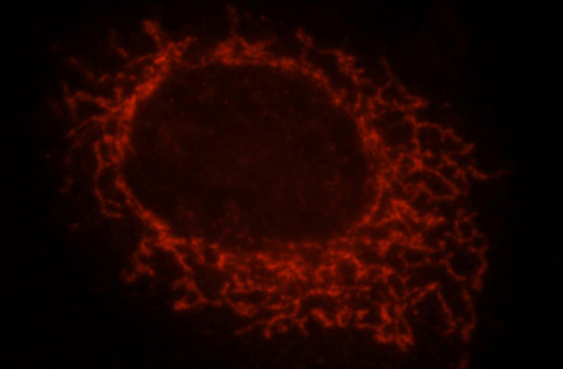 Immunofluorescent analysis of MCF-7 cells, using MRPS31 antibody Catalog No:112856 at 1:25 dilution and Rhodamine-labeled goat anti-rabbit IgG (red).