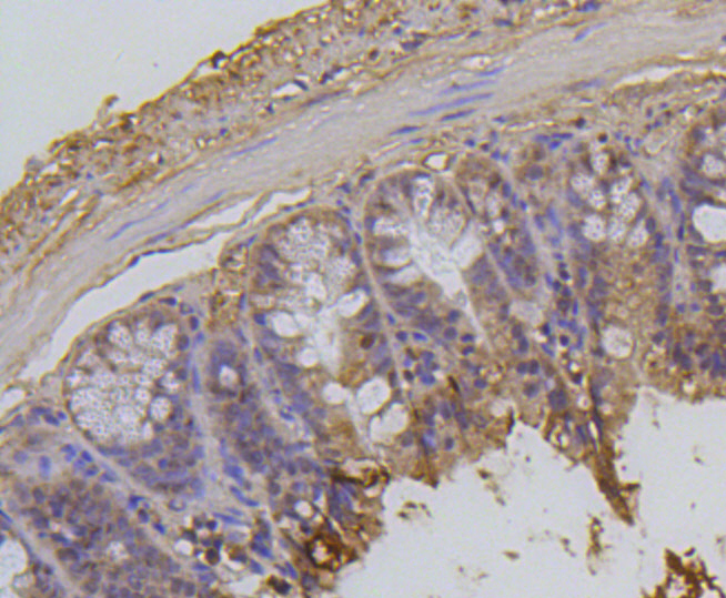 Immunohistochemistry - Acetyl-Histone H2A-K9 mAb 