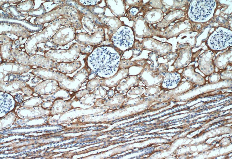 Immunohistochemical of paraffin-embedded human kidney using Catalog No:116022(BIGH3 antibody) at dilution of 1:50 (under 10x lens)