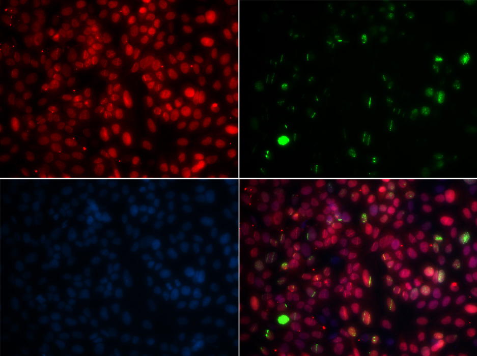 Immunofluorescence - MPG Polyclonal Antibody 