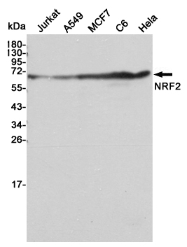 Western blot analysis of extracts from Jurkat,A549,MCF7,C6 and Hela cell lysates using NRF2 mouse mAb (1:2000 diluted).Predicted band size:68KDa.Observed band size:68KDa.