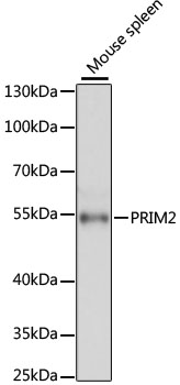 Western blot - PRIM2 Polyclonal Antibody 