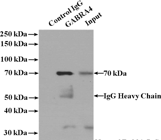 IP Result of anti-GABRA4 (IP:Catalog No:110809, 4ug; Detection:Catalog No:110809 1:500) with mouse skeletal muscle tissue lysate 2200ug.