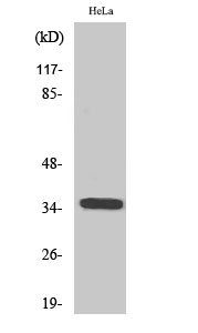 Fig1:; Western Blot analysis of various cells using Olfactory receptor 6C3 Polyclonal Antibody