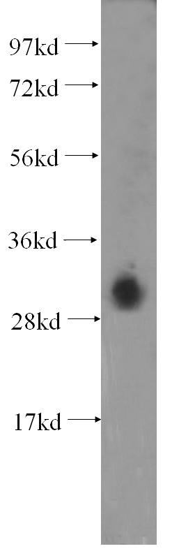 HEK-293 cells were subjected to SDS PAGE followed by western blot with Catalog No:109959(DNASE1L3 antibody) at dilution of 1:600