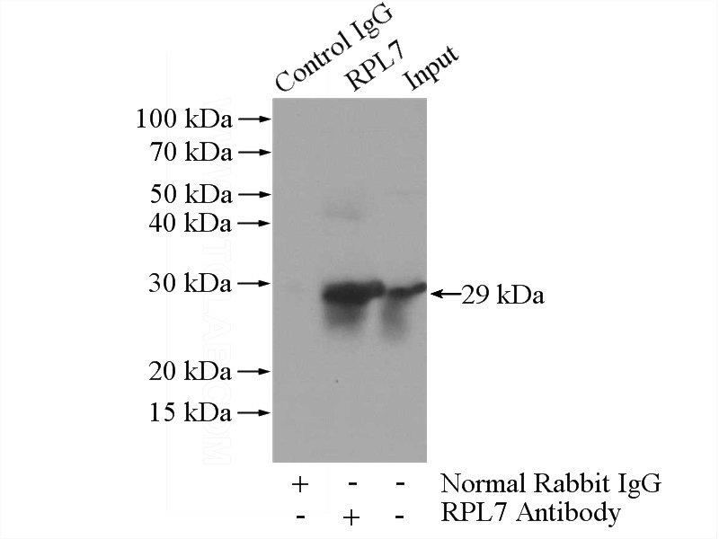 IP Result of anti-RPL7 (IP:Catalog No:114899, 3ug; Detection:Catalog No:114899 1:1000) with HEK-293 cells lysate 880ug.