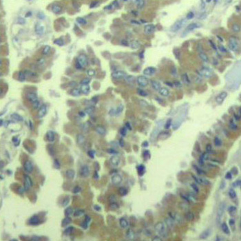 Immunohistochemistry - Phospho-MARCKS-S170 pAb 