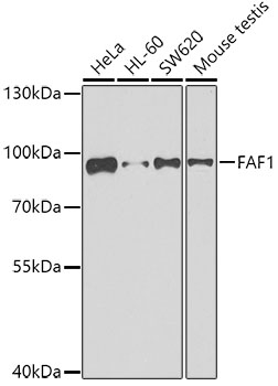 Western blot - FAF1 Polyclonal Antibody 