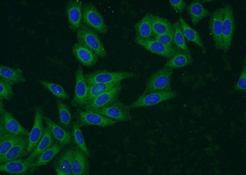 Immunofluorescent analysis of HepG2 cells using Catalog No:110222(EHBP1 Antibody) at dilution of 1:50 and Alexa Fluor 488-congugated AffiniPure Goat Anti-Rabbit IgG(H+L)
