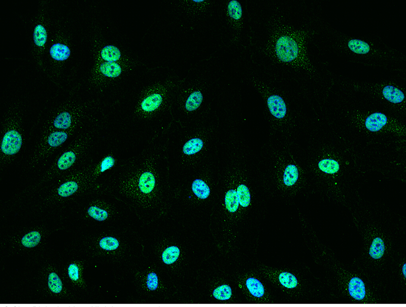 Human ATF1/Protein TREB36 Immunofluorescence(IF) 15386