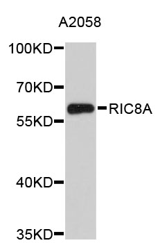 Western blot - RIC8A Polyclonal Antibody 