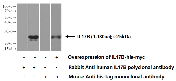 Transfected HEK-293 cells were subjected to SDS PAGE followed by western blot with Catalog No:111763(IL17B Antibody) at dilution of 1:500