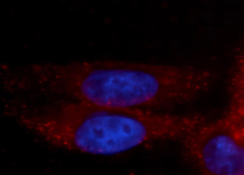 Immunofluorescent analysis of HepG2 cells, using GFPT1 antibody Catalog No:110951 at 1:100 dilution and PE-labeled goat anti-rabbit IgG(red). Blue pseudocolor = DAPI (fluorescent DNA dye).