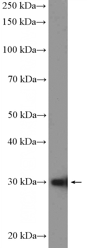 HeLa cells were subjected to SDS PAGE followed by western blot with Catalog No:114053(POLR3H Antibody) at dilution of 1:300