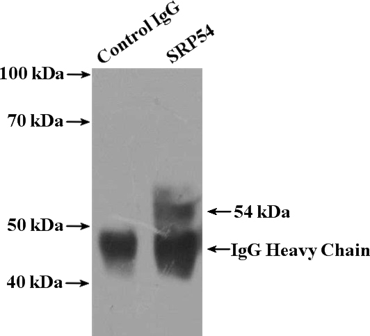 IP Result of anti-SRP54 (IP:Catalog No:115593, 4ug; Detection:Catalog No:115593 1:500) with HeLa cells lysate 1600ug.