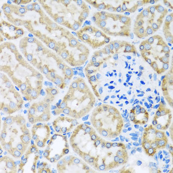 Immunohistochemistry - COX6A1 Polyclonal Antibody 