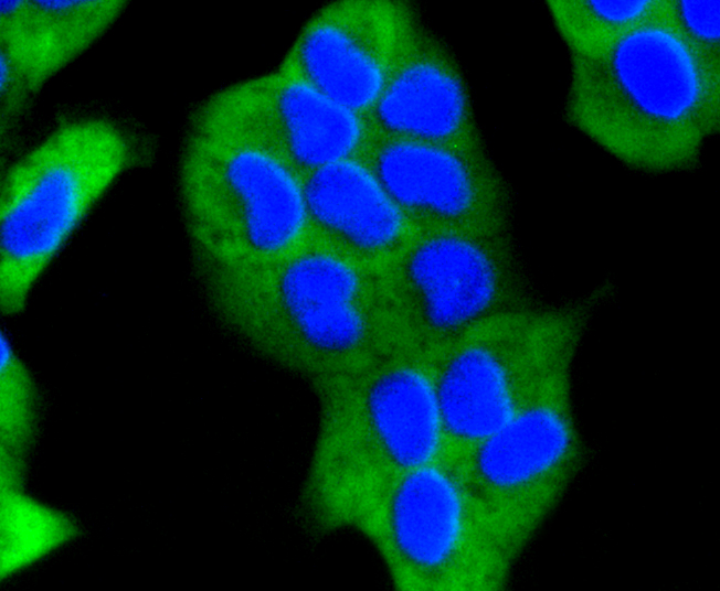 Immunofluorescence - EGLN2 Monoclonal Antibody 