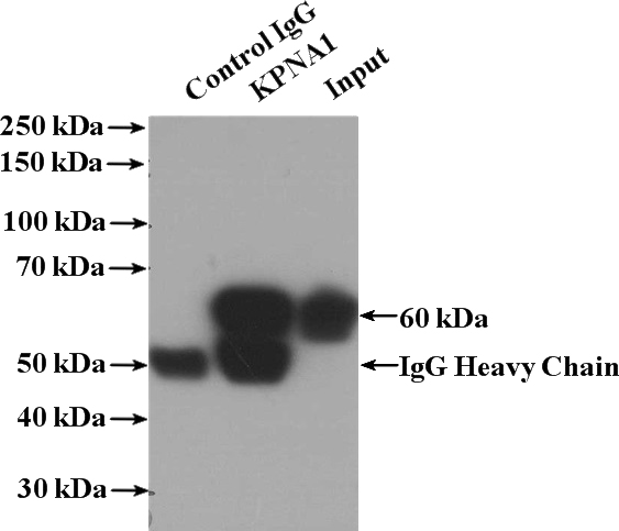 IP Result of anti-KPNA1 (IP:Catalog No:112112, 4ug; Detection:Catalog No:112112 1:1000) with HEK-293 cells lysate 1480ug.