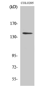Fig1:; Western Blot analysis of various cells using RGAG1 Polyclonal Antibody
