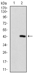 Western blot analysis using PRL mAb against HEK293 (1) and PRL (AA