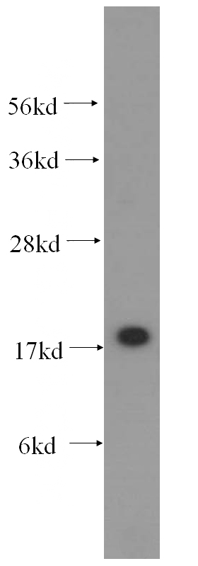 mouse testis tissue were subjected to SDS PAGE followed by western blot with Catalog No:113539(P19 antibody) at dilution of 1:300