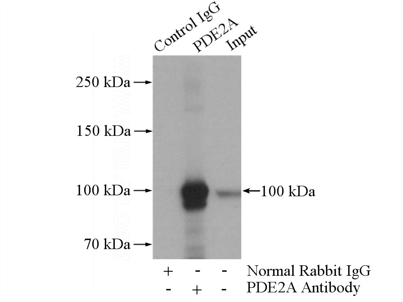 IP Result of anti-PDE2A (IP:Catalog No:113659, 4ug; Detection:Catalog No:113659 1:500) with mouse brain tissue lysate 3440ug.